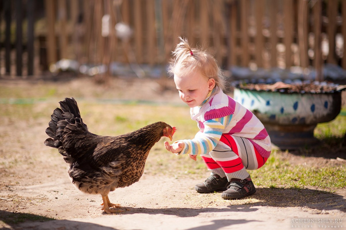 ребенок кормит курочку
